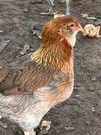 Araucana hen van 2024, Dieren en Toebehoren