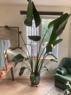 strelitzia Nicolai, Ophalen