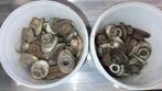 Wielmoeren nog paar Onderdelen Peugeot 404 Motor steun veren, Auto-onderdelen, Ophalen of Verzenden, Gebruikt, Peugeot
