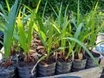 Washingtonia robusta, Tuin en Terras, In pot, Ophalen, Palmboom