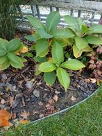 Hortensia's macrophylla, Tuin en Terras, Planten | Tuinplanten, Ophalen, Zomer