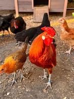Toom Assendelfter krielen (Raszuiver!) 🐓, Dieren en Toebehoren, Pluimvee