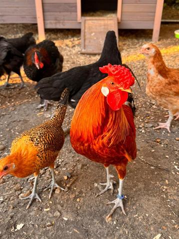 Toom Assendelfter krielen (Raszuiver!) 🐓 beschikbaar voor biedingen
