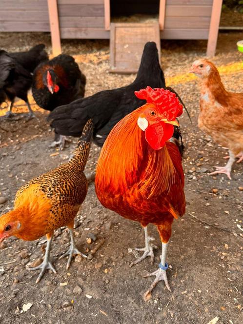 Toom Assendelfter krielen (Raszuiver!) 🐓, Dieren en Toebehoren, Pluimvee