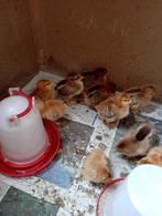 kuikentjes, Dieren en Toebehoren, Pluimvee, Kip