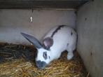 reuzen vlinder voetster, Dieren en Toebehoren, Konijnen, Vrouwelijk, Groot, 0 tot 2 jaar