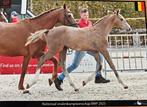 Springpaard merrieveulen, Dieren en Toebehoren, Springpaard