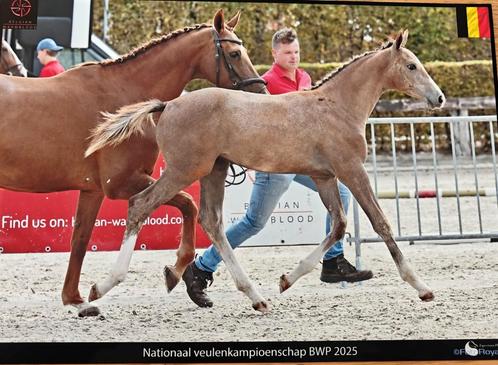 Springpaard merrieveulen, Dieren en Toebehoren, Paarden, Merrie, Springpaard