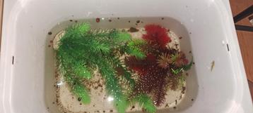 Aquariumslakken  beschikbaar voor biedingen