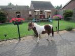 Twee elegante merries Toosje en  Muchacha, Dieren en Toebehoren, Merrie, Gechipt, 0 tot 2 jaar