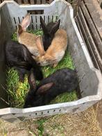nestje jonge konijnen, Meerdere dieren, Tam