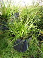 Siergras Carex, Tuin en Terras, Halfschaduw, Vaste plant, Siergrassen, Lente