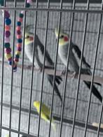 Twee valkparkieten te koop, Plusieurs animaux, Perruche