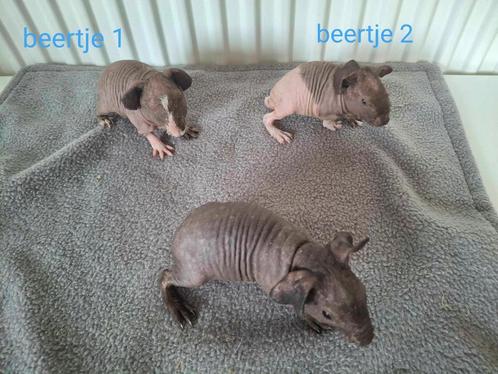 Skinny cavia's, Dieren en Toebehoren, Knaagdieren, Mannelijk, Cavia, Tam