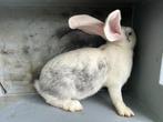 Ram ; Duitse Reus  Witoor, Dieren en Toebehoren, Mannelijk, Groot, 0 tot 2 jaar