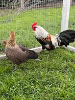 Mooi koppel Hollandse krielen, Dieren en Toebehoren