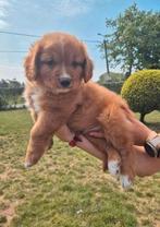 Knap Toller reutje, Dieren en Toebehoren, België, Fokker | Hobbymatig, 8 tot 15 weken, Eén hond
