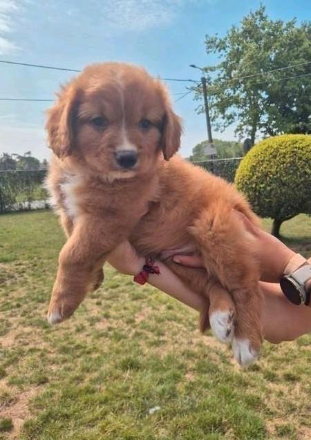 Knap Toller reutje, Dieren en Toebehoren, Honden | Retrievers, Spaniëls en Waterhonden, Reu, Overige rassen, Fokker | Hobbymatig