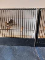 Botvink, Dieren en Toebehoren, Vrouwelijk, Wildzangvogel, Geringd