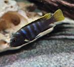 Labidochromis mbamba bay malawi cichliden, Dieren en Toebehoren, Vissen | Aquariumvissen, Vis, Zoetwatervis