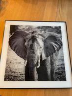 Olifant kader, Ophalen