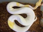 Banana firefly pied ball python, Dieren en Toebehoren, Slang, 0 tot 2 jaar