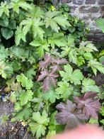 tuinplanten hortensia en anemonen, Ophalen, Vaste plant