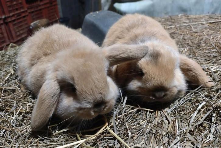 Dwerghangoor konijntjes, mannetjes, Animaux & Accessoires, Lapins, Mâle, 0 à 2 ans, Oreilles tombantes