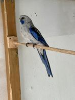 Koppel pennanten, Dieren en Toebehoren