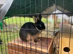 Gezocht konijnenhok, Dieren en Toebehoren, Knaagdieren en Konijnen | Hokken en Kooien, Ophalen, Hok