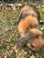 hang oor konijntje, Dieren en Toebehoren, Hangoor