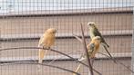 Roodruggen, Dieren en Toebehoren, Meerdere dieren, Parkiet, Geringd