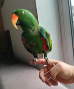 Tam Edelpapegaai, Dieren en Toebehoren, Vogels | Parkieten en Papegaaien, Papegaai, Tam