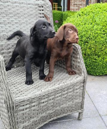 labrador pups beschikbaar voor biedingen