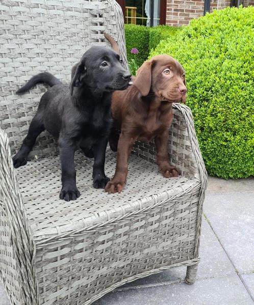 labrador pups, Dieren en Toebehoren, Honden | Retrievers, Spaniëls en Waterhonden, Meerdere dieren, Labrador retriever, Fokker | Professioneel