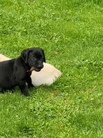 Labrador pups, CDV (hondenziekte), Meerdere, 8 tot 15 weken, Meerdere dieren