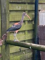 Belle ibis rouge 2023 à vendre, bagee avec certificat ADN, Bagué, Femelle