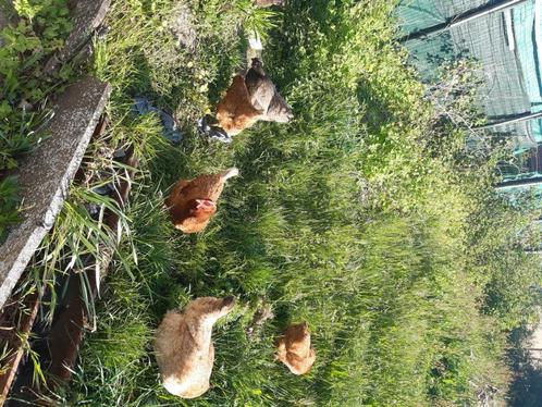 Kippen, Dieren en Toebehoren, Pluimvee, Kip, Vrouwelijk