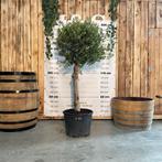Prachtige olijfboom met stamomtrek 25/30 cm, Tuin en Terras, Planten | Bomen, Olijfboom, Ophalen of Verzenden