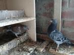postduiven, Dieren en Toebehoren, Vogels | Duiven, Meerdere dieren, Postduif