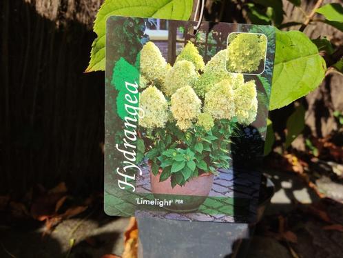 hortensia Hydrangea Limelight, Jardin & Terrasse, Plantes | Jardin, Plante fixe, Autres espèces, Été, Enlèvement