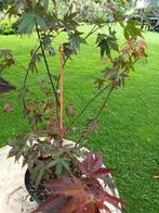 Acer Atropurpureum, Tuin en Terras, Planten | Tuinplanten, Ophalen