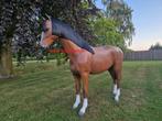 Ware groot  Paard en Pony en trekpaarden enz.., Ophalen, Nieuw, Kunststof, Dierenbeeld