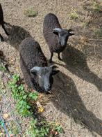 Ouessant bokjes, Dieren en Toebehoren, Mannelijk, Schaap, 0 tot 2 jaar