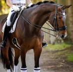 Leuke 9jarige merrie, Dieren en Toebehoren, Paarden, Merrie