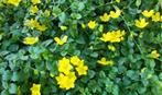 Bodembedekkers, Tuin en Terras, Ophalen, Vaste plant, Bodembedekkers
