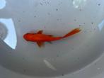 Goudvis 10cm met lange staart, Karper of Koi