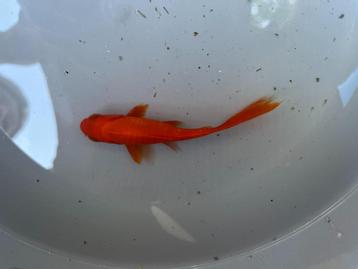 Goudvis 10cm met lange staart beschikbaar voor biedingen
