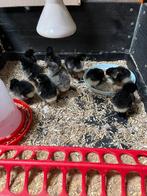 Marans eendags kuikentjes, Dieren en Toebehoren, Pluimvee, Geslacht onbekend, Kip