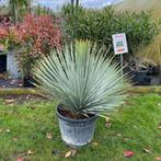 Yucca rostrata, Ophalen of Verzenden, Bodembedekkers